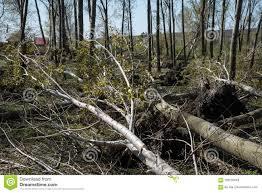 alberi abbattuti
